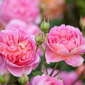 Rose Boscobel, Rosa Boscobel, English Rose Boscobel, David Austin Roses, English Roses, Rose Bushes, Orange roses, climbing roses, shrub roses, very fragrant roses, Garden Roses