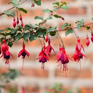 Fuchsia 'Riccartonii', Hardy Fuchsia 'Riccartonii', Fuchsia magellanica 'Riccartonii', Flowering Shrub, Red Flowers, Purple Flowers