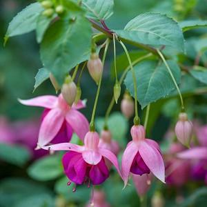 Fuchsia Garden News, Hardy Fuchsia Garden News,  Flowering Shrub, Red Flowers, Purple Flowers, Double Fuchsia
