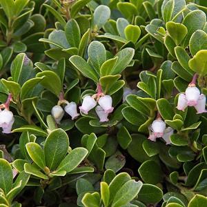 Attractive Evergreen Shrubs And Trees With Red Fruits And Berries