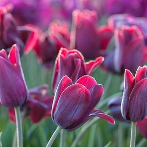 Tulipa Recreado, Tulip 'Recreado', Single Late Tulip 'Recreado', Single Late Tulips, Spring Bulbs, Spring Flowers, Tulipe Recreado, Purple Tulip, Single Late Tulip, Spring Bloom