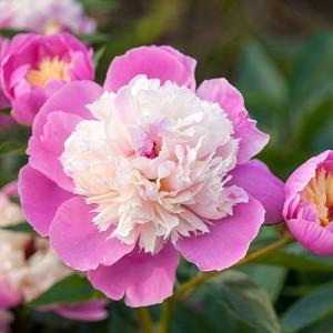 Paeonia Lactiflora Krinkled White Peony