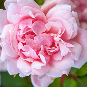 Rose 'Albertine', Rosa 'Albertine', Rambling Rose 'Albertine', Rambler Roses, Climbing Roses, Pink roses, very fragrant roses, Shrub roses, pink roses, Rose bushes, Garden Roses