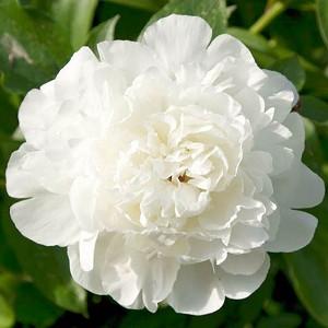 Paeonia Lactiflora 'Elsa Sass', Peony 'Elsa Sass', 'Elsa Sass' Peony, White flowers, White Peonies, Fragrant Peonies