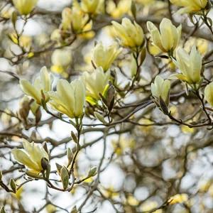 Magnolia 'Elizabeth', Elizabeth Magnolia, Yellow magnolia, Winter flowers, Spring flowers, yellow flowers, fragrant trees, fragrant flowers