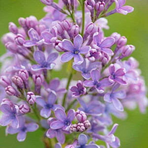 Syringa vulgaris 'Wedgewood Blue',Syringa 'Wedgewood Blue', Lilac 'Wedgewood Blue', blue lilac, Fragrant Lilac, blue Flowers, Fragrant Shrub, Fragrant Tree