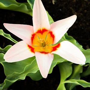 Tulipa Ancilla,Tulipe Ancilla, Tulip 'Ancilla', Kaufmanniana Tulip 'Ancilla', Waterlily Tulip 'Ancilla', Kaufmanniana Tulips, Spring Bulbs, Spring Flowers, Cream Tulip, Bicolored Tulip, Red Tulip