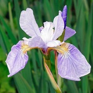 Iris Sibirica 'Sky Wings', Siberian Iris Sky Wings', Siberian Flag Sky Wings', Blue flowers, Flowers for wet soils, Plants for wet soils