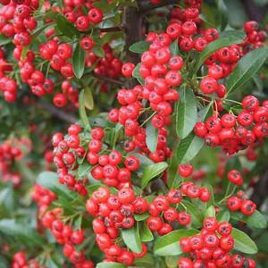 Pyracantha coccinea 'Red Cushion', Scarlet Firethorn 'Red Cushion', Egyptian Thorn 'Red Cushion', Everlasting Thorn 'Red Cushion', Fire Bush 'Red Cushion' Evergreen Shrubs, White flowers, Red berries, Red Fruits, drought tolerant flowers, Flowering Shrub