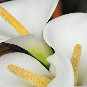 Zantedeschia aethiopica, Calla Lily, Arum Lily, African Lily, Altar Lily, Egyptian Lily, Lily of the Nile, Richardia, Trumpet Lily, White Arum Lily, White calla lilies, White flowers