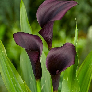 Zantedeschia 'Odessa', Calla Lily 'Odessa', Arum Lily 'Odessa', Calla Lilies, Arum Lilies, Zantedeschia care, Black calla lilies, Black calla lilies