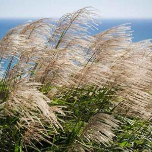 Miscanthus Sinensis Morning Light Chinese Silver Grass Miscanthus Sinensis Morning Light Chinese Silver Grass