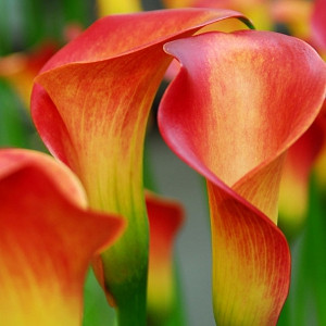Zantedeschia 'Fire Glow', Calla Lily 'Captain Safari' , Arum Lily 'Fire Glow', Calla Lilies, Arum Lilies, Zantedeschia care, orange calla lilies, peach calla lilies