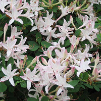 Rhododendron Atlanticum, Coastal Azalea, Dwarf Azalea, Midseason Azalea, Fragrant Azalea, Fragrant Rhododendron, White Azalea, White Rhododendron, White Flowering Shrub