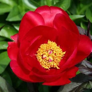 Paeonia 'Burma Ruby', Peony 'Burma Ruby', 'Burma Ruby' Peony, Red Peonies, Red Flowers, Fragrant Peonies