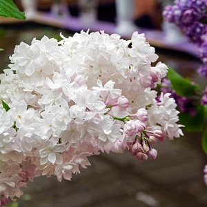 Syringa vulgaris 'Beauty of Moscow',Syringa 'Beauty of Moscow', Lilac 'Beauty of Moscow', White lilac, Fragrant Lilac, White Flowers, Fragrant Shrub, Fragrant Tree