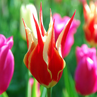 Tulipa Aladdin, Tulip 'Aladdin', Lily-Flowered Tulip 'Aladdin', Lily-Flowering Tulip 'Aladdin', Lily-Flowered Tulips, Spring Bulbs, Spring Flowers,Tulipe Aladdin,Tulip Aladin,Lily Flowered Tulip, Red tulip, mid late season tulip, mid late spring tulip