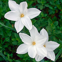 Agapanthus 'Polar Ice', African Lily 'Polar Ice', Lily of the Nile 'Polar Ice', White flower, White Agapanthus, White African Lily
