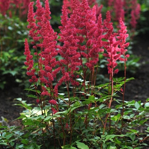 Astilbe 'Red Sentinel', Astilbe Japonica 'Red Sentinel', False Spirea 'Red Sentinel', False Goat's Beard 'Red Sentinel', Red Astilbes,Red flowers, flowers for shade