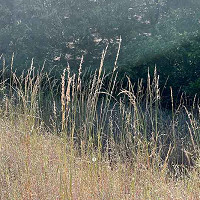 Stipa Calamagrostis, Achnatherum calamagrostis, Rough Feather Grass, Spear Grass, Needle Grass, Silver Spike Grass, Pheasant Tail Grass