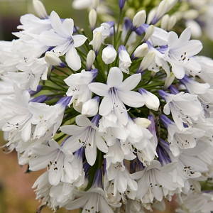 Agapanthus orientalis 'Queen Mum',African Lily 'Queen Mum', Lily of the Nile 'Queen Mum', Agapanthus 'Queen Mum', White flower, White Agapanthus, White African Lily