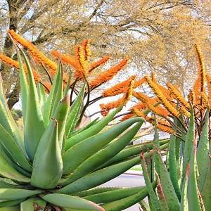 Cold Hardy Aloes For Your Garden