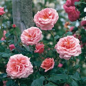 Rose 'Aloha', Rosa 'Aloha', Rambling Rose 'Aloha', Rambler Roses, Climbing Roses, Pink roses, very fragrant roses, Shrub roses, pink roses, Rose bushes, Garden Roses