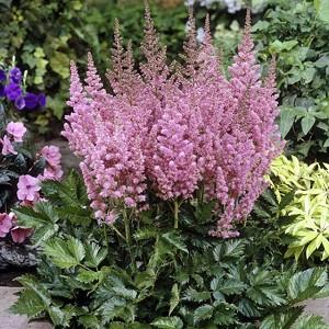 Astilbe Bridal Veil Arendsii Hybrid Astilbe Bridal Veil Arendsii Hybrid