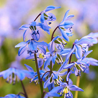 Scilla Siberica, Siberian Squill, Spring Beauty, Bulbs Design, Spring Bulbs,Early spring flowers, mid spring flowers, blue flowers in spring