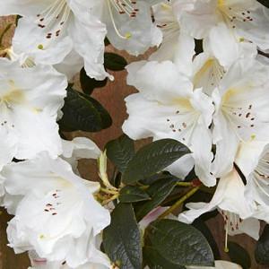Rhododendron 'Fragrantissimum', 'Fragrantissimum' Rhododendron, Early Midseason Rhododendron, Fragrant Rhododendron, White Rhododendron, White Flowering Shrub