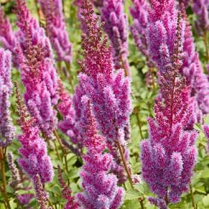 Astilbe Bridal Veil Arendsii Hybrid Astilbe Bridal Veil Arendsii Hybrid