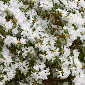 Rhododendron 'Dora Amateis', 'Dora Amateis' Rhododendron, Early Midseason Rhododendron, Fragrant Rhododendron, White Rhododendron, White Flowering Shrub
