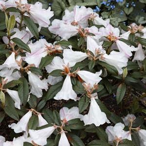 Rhododendron 'Princess Alice', 'Princess Alice' Rhododendron, Early Midseason Rhododendron, Fragrant Rhododendron, White Rhododendron, White Flowering Shrub