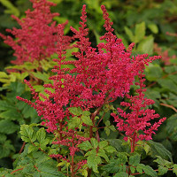 Astilbe 'Younique Carmine', False Spirea 'Younique Carmine', False Goat's Beard 'Younique Carmine', Red Astilbes, Red flowers, flowers for shade