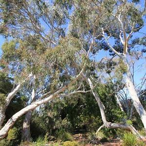 eucalyptus cinerea Alveole Eukalyptus baum tree