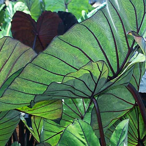 Colocasia esculenta 'Blue Hawaii', Taro 'Blue Hawaii', Elephant Ears 'Blue Hawaii', evergreen perennial, Blue leaves