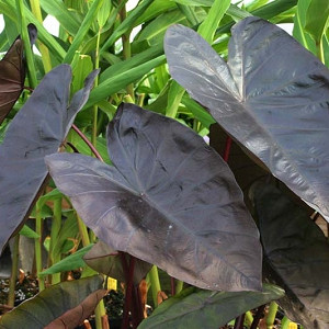 Colocasia esculenta 'Diamond Head', Taro 'Diamond Head', Elephant Ears 'Diamond Head', dark leaves, evergreen perennial,