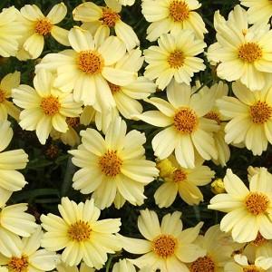 Ragazze Occhio Moonbeam-Coreopsis verticillata