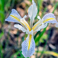 Iris Laevigata, Water Iris, Rabbit-Ear Iris, Japanese Iris, Smooth Iris, Iris for Ponds, Perennial for wet soil, Perennial for poorly drained soils, Purple Flowers