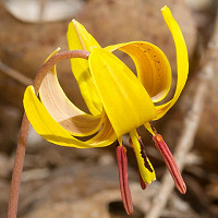 Erythronium americanum, Yellow Trout Lily, Yellow Dog's Tooth Violet, Yellow Adder’s Tongue, Yellow Fawn Lily , Yellow flowers, shade perennials