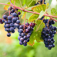 Vitis 'Concord', Grape Vine 'Concord', Grape 'Concord', Vitis labrusca 'Concord', Grape Vines, Blue Grapes, Seedless Grapes
