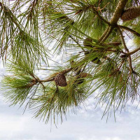 Pinus strobus 'Pendula', Eastern White Pine 'Pendula', Weymouth Pine 'Pendula', North American Pumpkin Pine 'Pendula', North American White Pine 'Pendula', White Pine 'Pendula', Evergreen Tree, Evergreen Shrub, Conifer