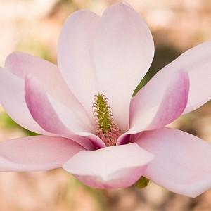 Yulan Magnolia Magnolia Denudata