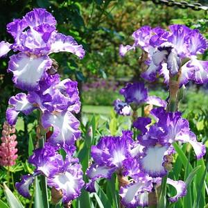 Best Bet Reblooming German Iris Flowers