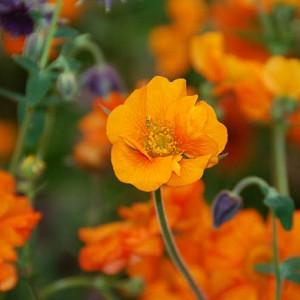 Geum Fire Storm Avens