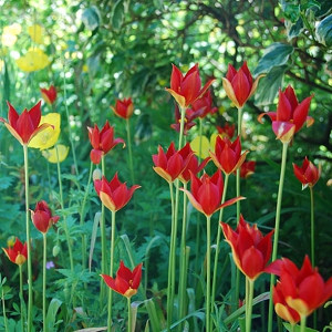 Tulipa Sprengeri, Sprenger Tulip, Botanical Tulip, Red Tulip, Spring bulbs, Tulip Species