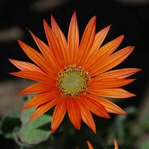 Arctotis, arctotis x hybrida, Arctotis x hybrida Flame, Drought tolerant flowers, Orange flowers, orange African Daisies