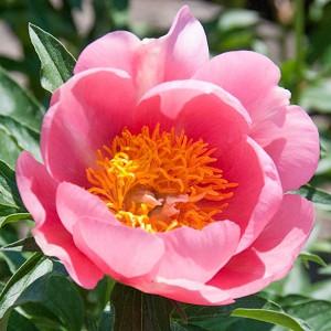 Paeonia 'Lovely Rose', Peony 'Lovely Rose', 'Lovely Rose' Peony, Pink Peonies, Pink Flowers, Fragrant Peonies