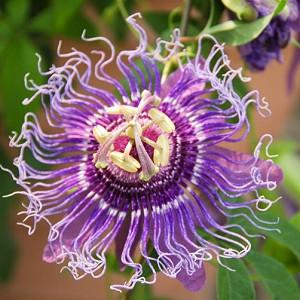 Passiflora Blue Bouquet Passion Flower Passiflora Blue Bouquet Passion Flower