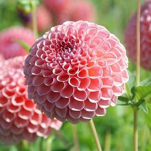 Australsk person flicker bekræfte Pompon and Ball Dahlias